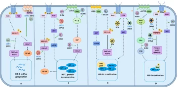 Hypoxia and the Viral Connection